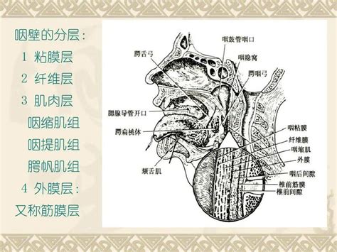 咽喉位置|咽部解剖结构图解